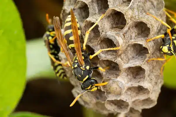 destruction de nids de guêpes villeparisis
