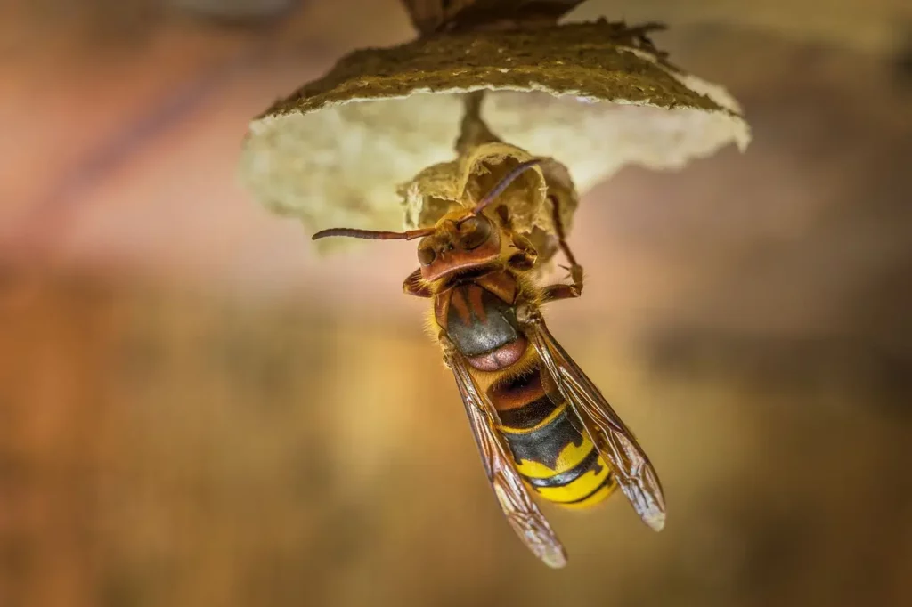 Frelon européen sur une plante