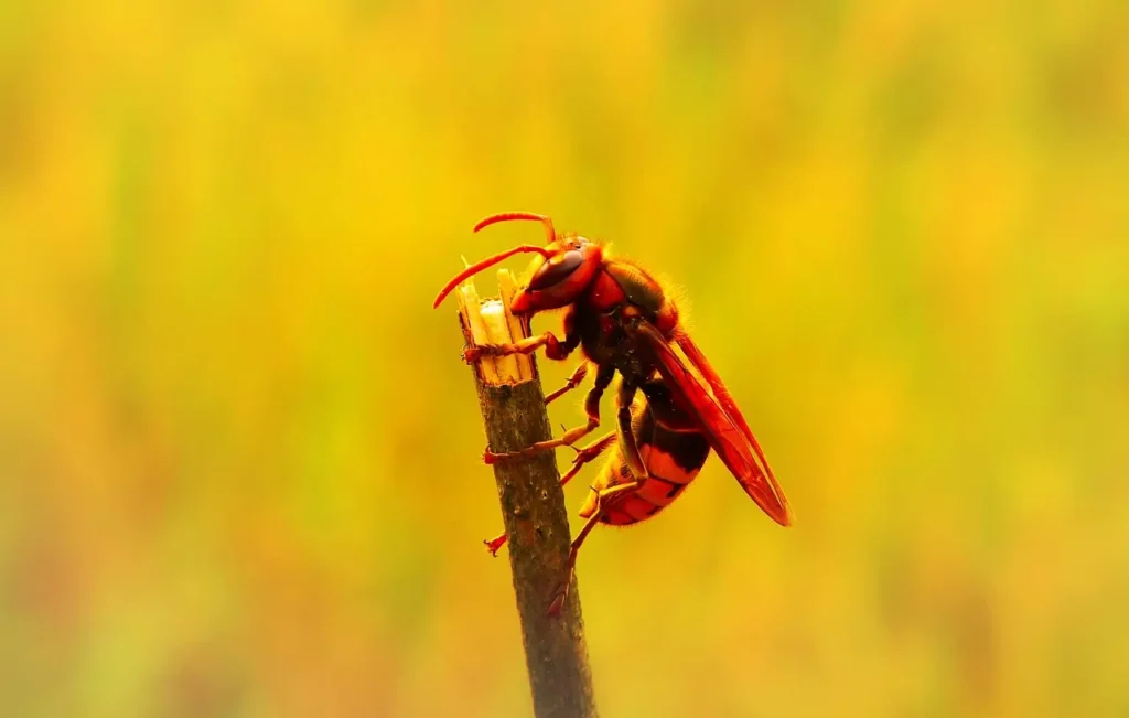 Frelon sur petite branche