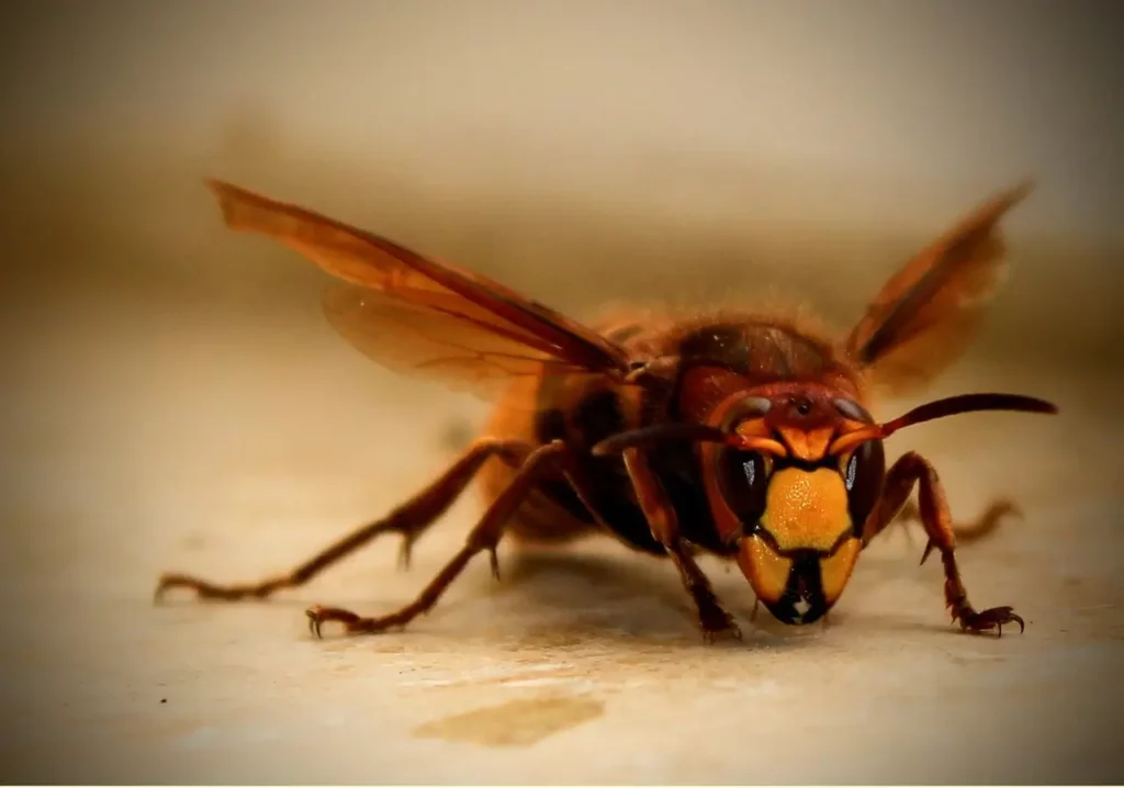 frelon sur un sol blanc