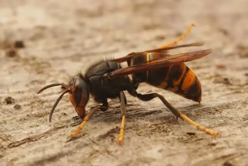 frelon un danger pour les abeilles, gros plan sur un frelon asiatique sur table en bois