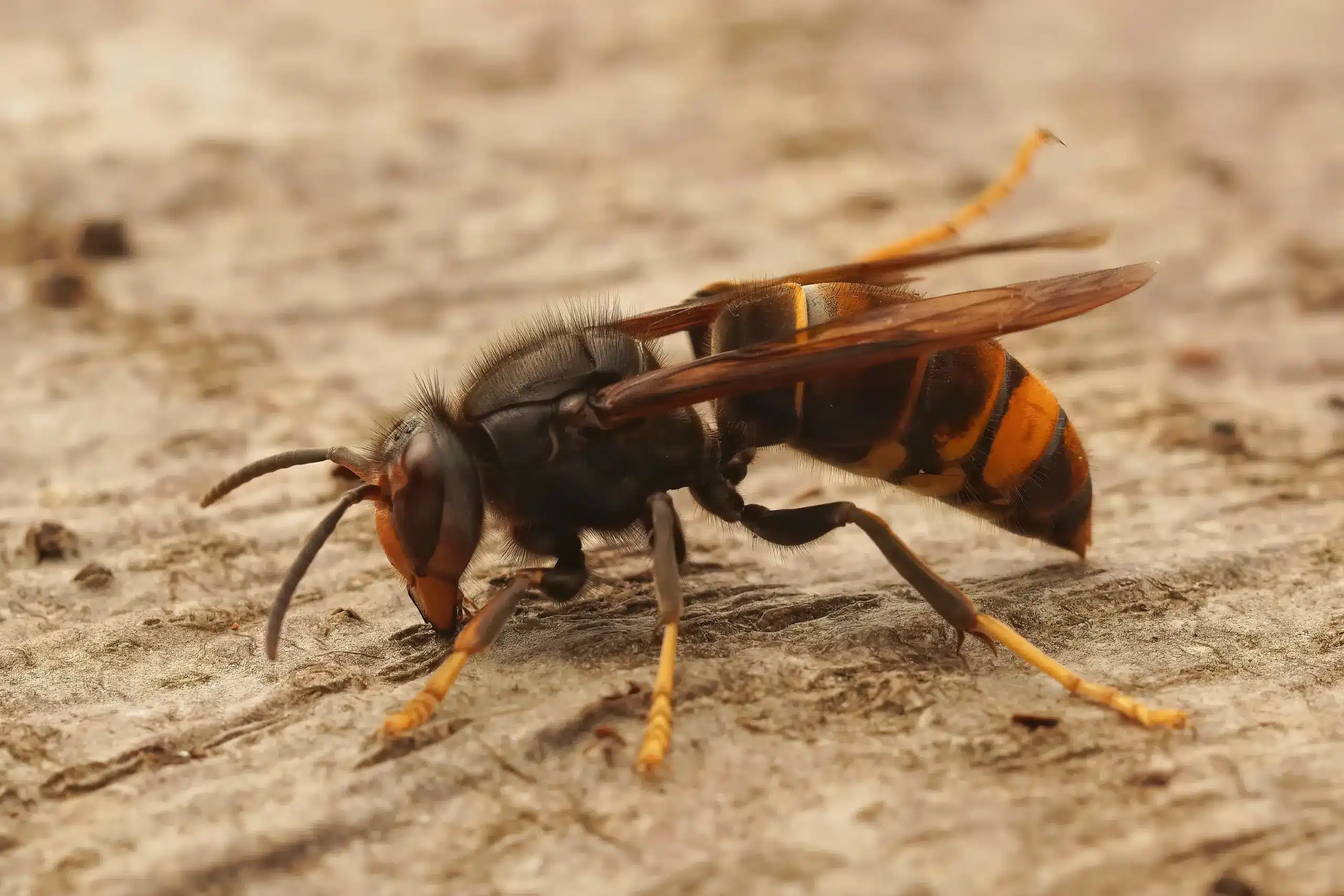 Le frelon asiatique : un danger mortel pour les abeilles