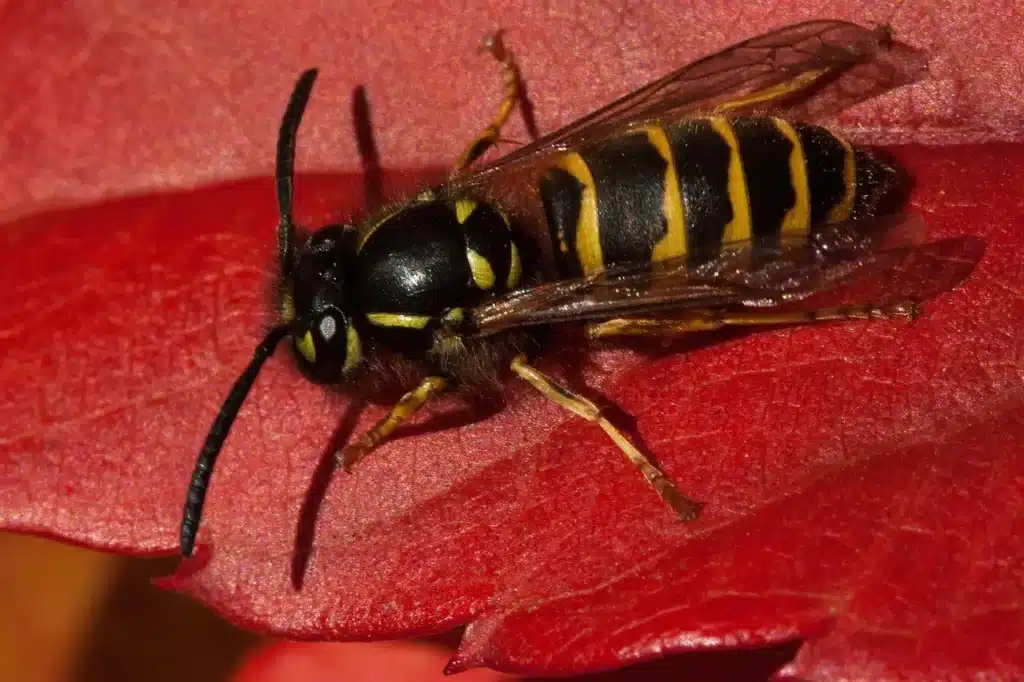 guêpe germanique