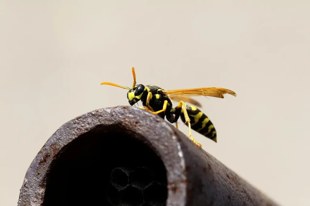 durée de vie d'une guêpe, guêpe sur tuyau