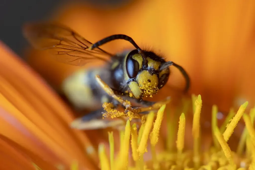 guêpe pollinisant une fleur