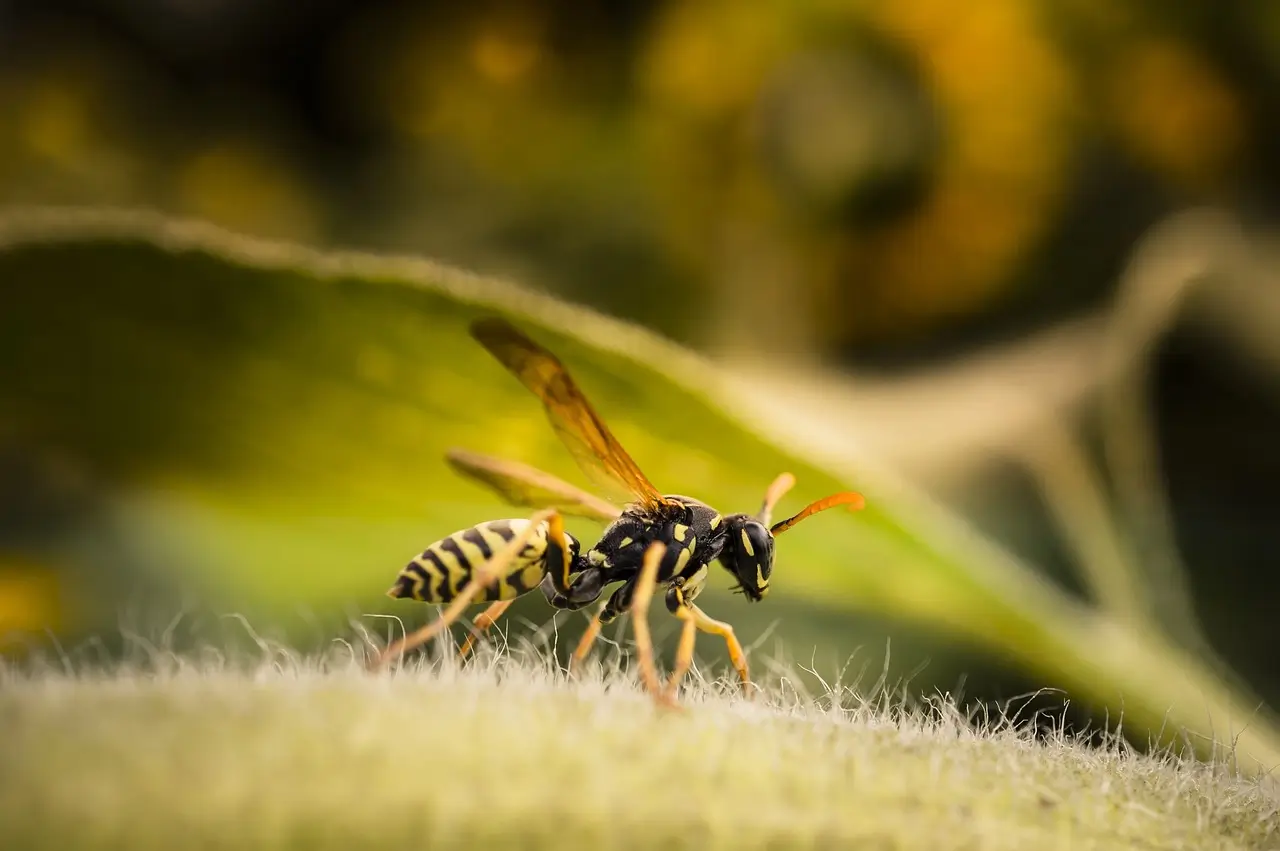 À quoi servent les guêpes ? comprendre leur rôle vital dans la nature