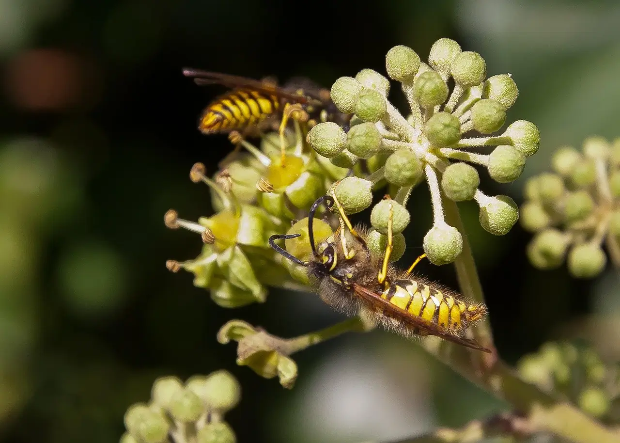 Le cycle de vie de la guêpe : de la reine à la colonie, comprendre un insecte fascinant