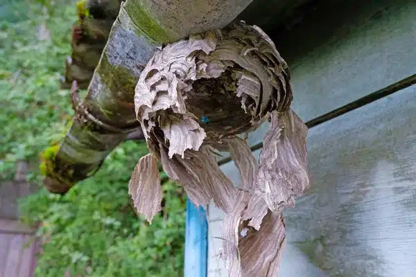 nid détruit naturellement par vent et pluie