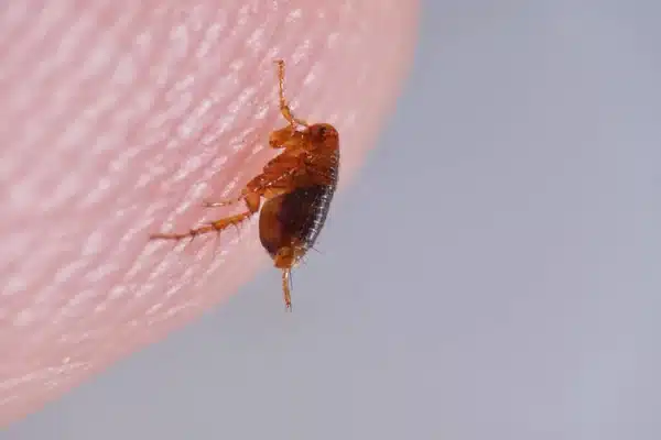 Piqûres de puces : les identifier et les soulager