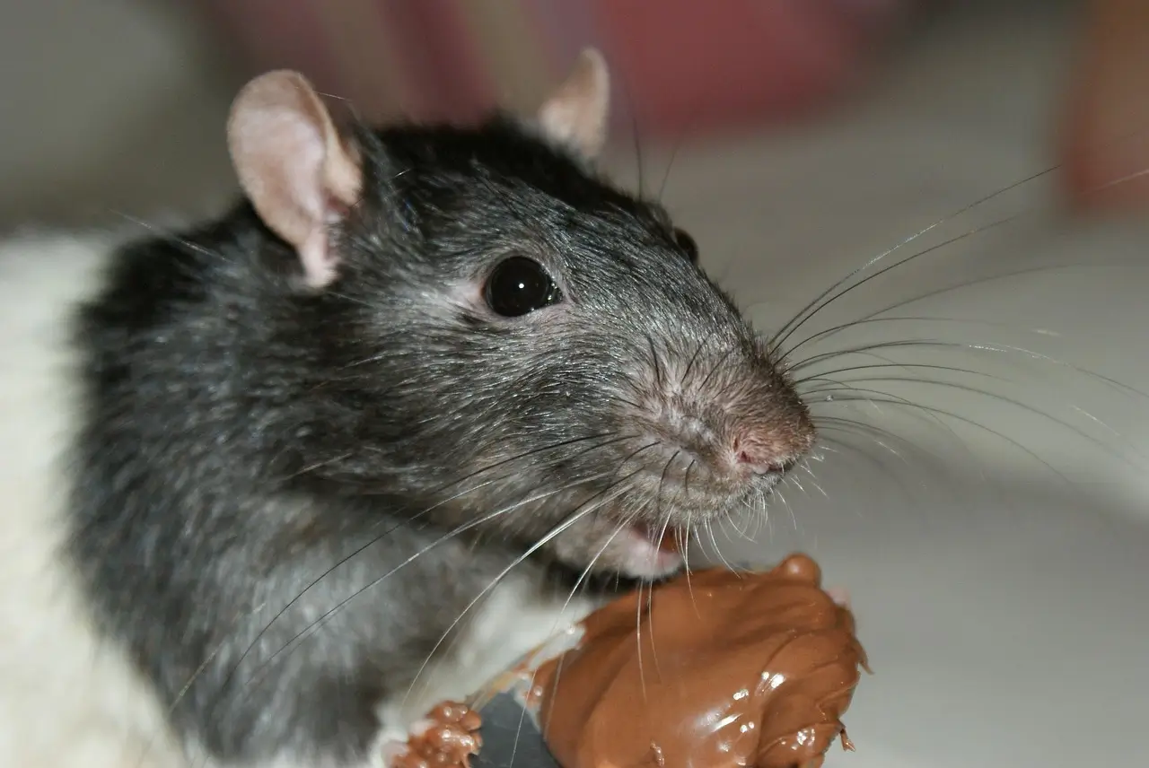 Recettes de grand-mère pour tuer les rats : 7 actions naturelles à mener