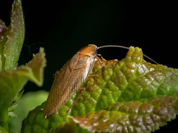 blatte de jardin sur une feuille