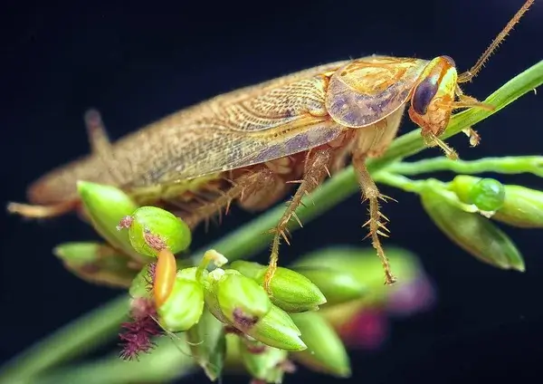 Blatte de jardin, comment l’identifier et agir en conséquence