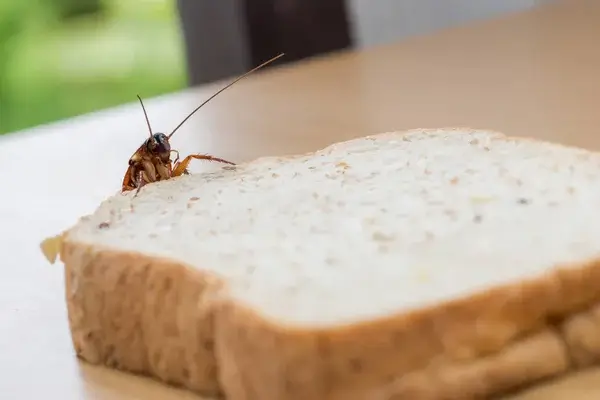 blatte ou cafard, nuisible près d'une tranche de pain de mie