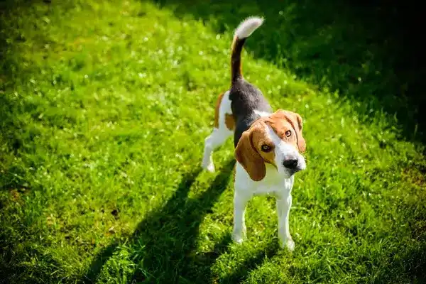 detection canine punaises de lit