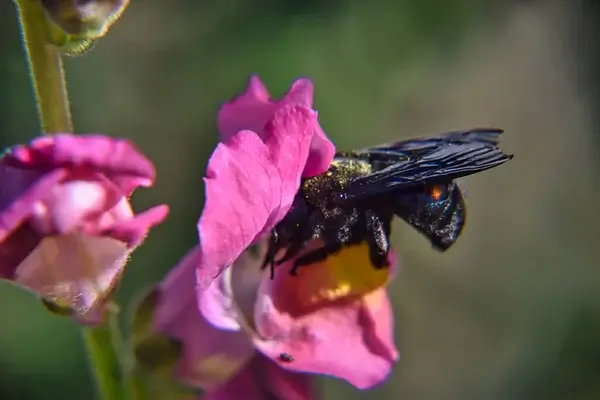 abeille charpentière