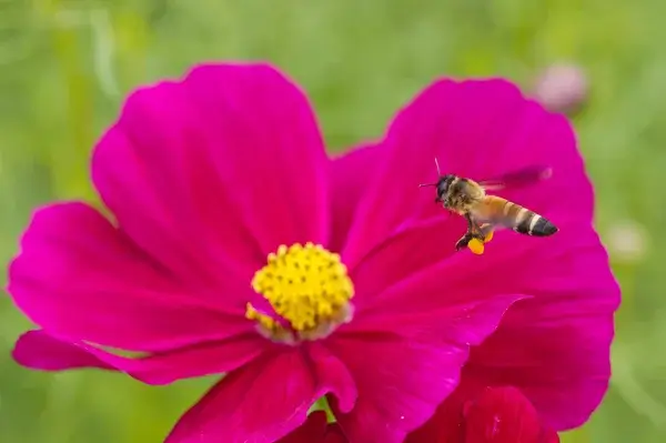 abeille pollinisatrice