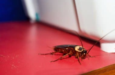 traiter les cafards à le raincy