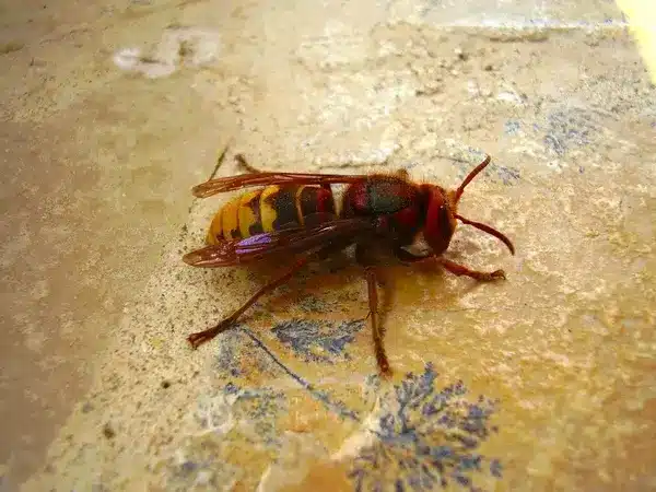 Frelon asiatique en gros plan
