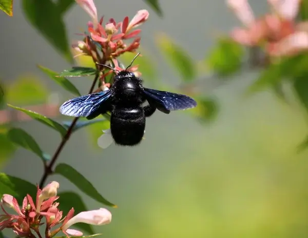 Frelon noir, ou abeille charpentière butinant une fleur