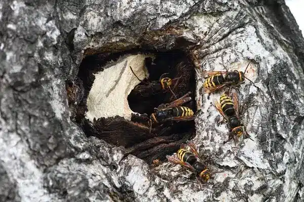 nichée de frelons dans un arbre