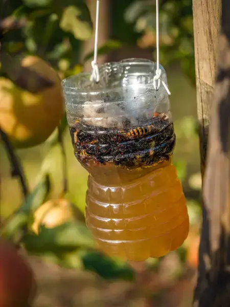 piège bouteille pour frelon