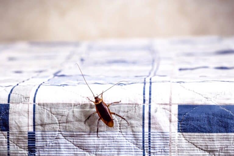cafard dans la chambre