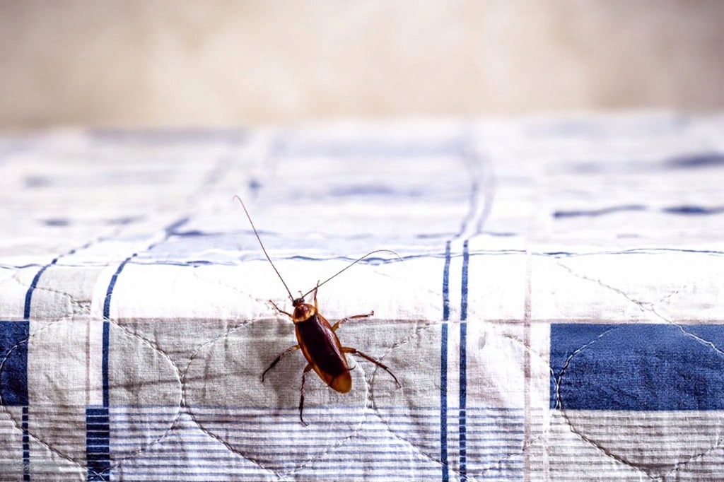 Cafard dans la chambre : Comment protéger votre sommeil des intrusions ?