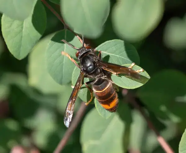 Frelon asiatique posé sur une feuille