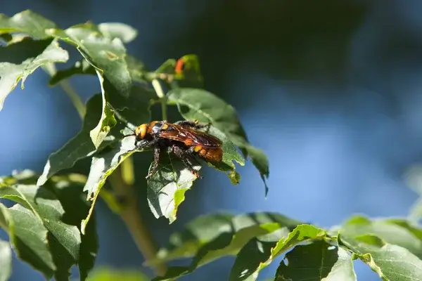 Frelon disposé sur une plante