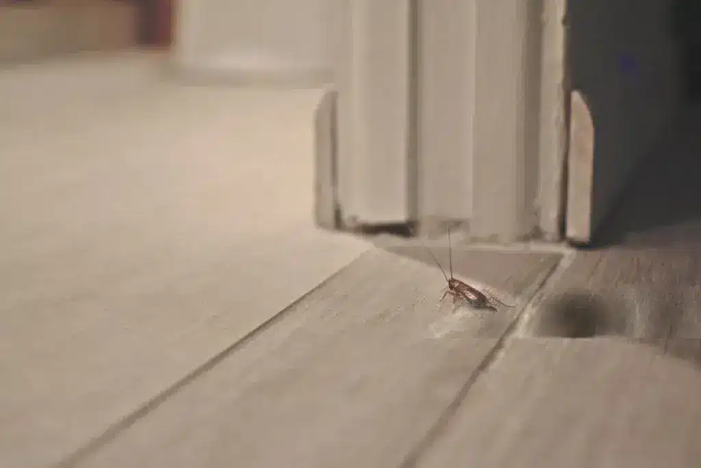 infestation de cafards