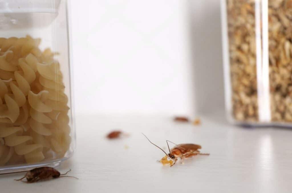 Traitement efficace contre une invasion de cafards dans la cuisine