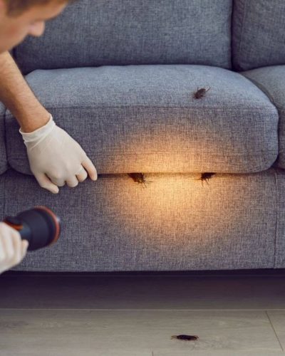 Inspection professionnelle des meubles et cachettes pour expliquer comment éviter les cafards