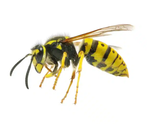 destruction de nids de guêpes Tremblay en France