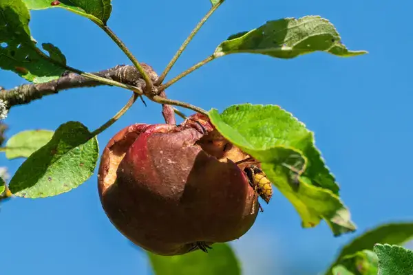 que mangent les frelons