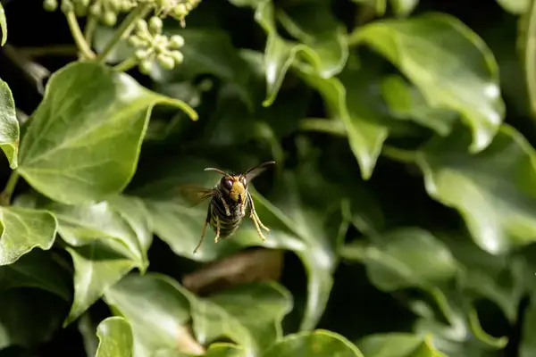 Impact des frelons sur la biodiversité