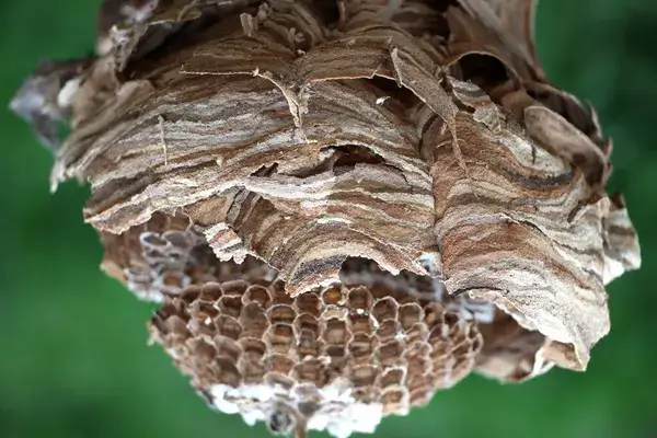 Nid de frelon vide et fait sur des rayons